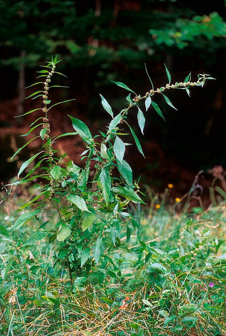 Parietaria officinalis