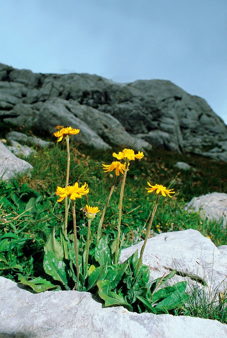 Senecio doronicum