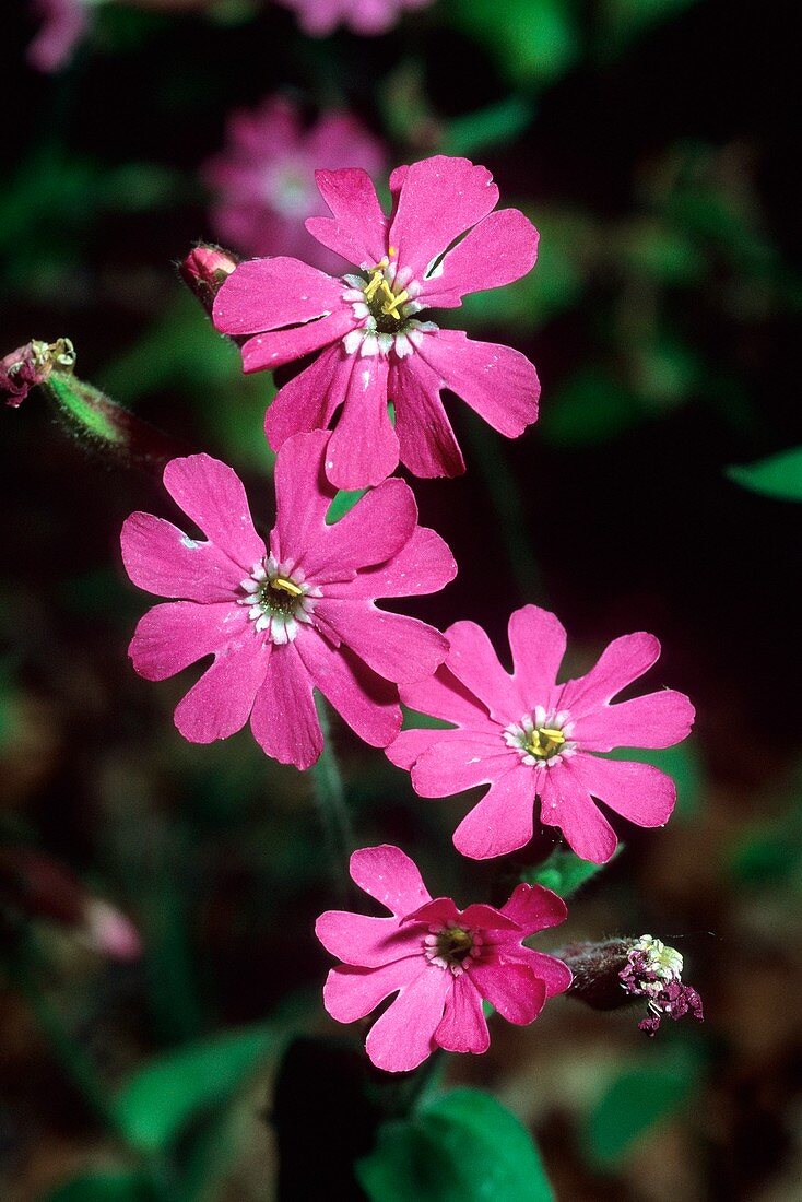 Red Campion (Silene dioica)