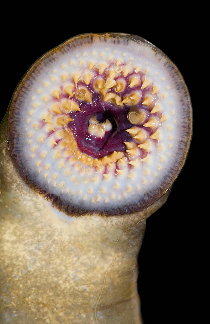 Close up of Lamprey mouth