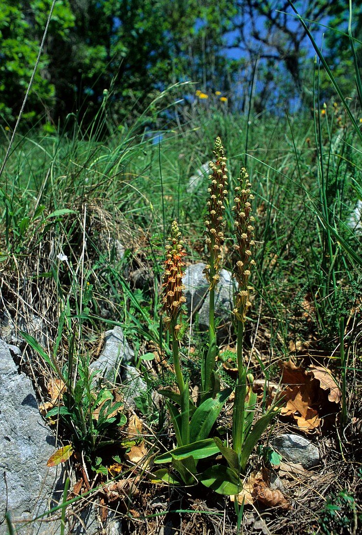 Orchid (Aceras anthropophorum)