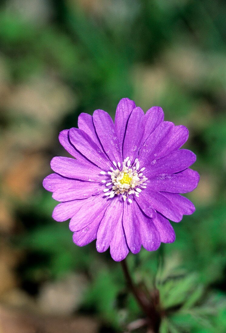 Anemone apennina