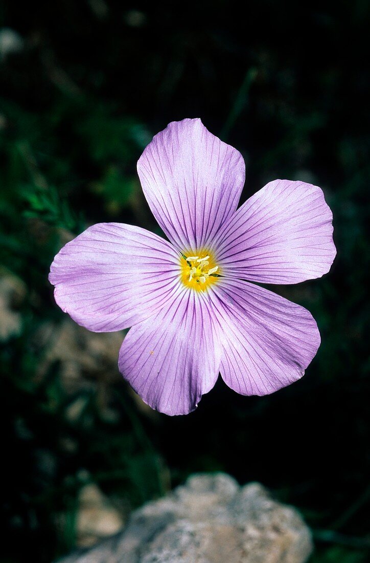 Linum alpinum subsp. julianum