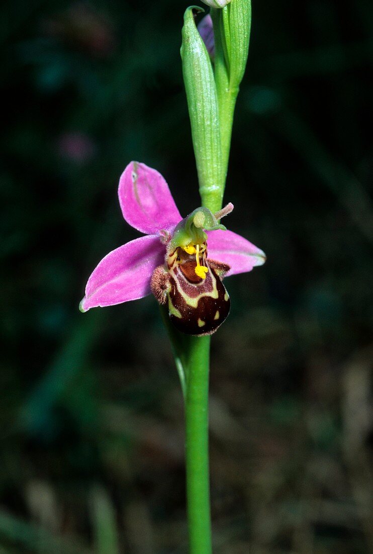 Ophrys apifera