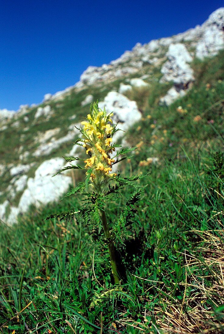 Pedicularis foliosa