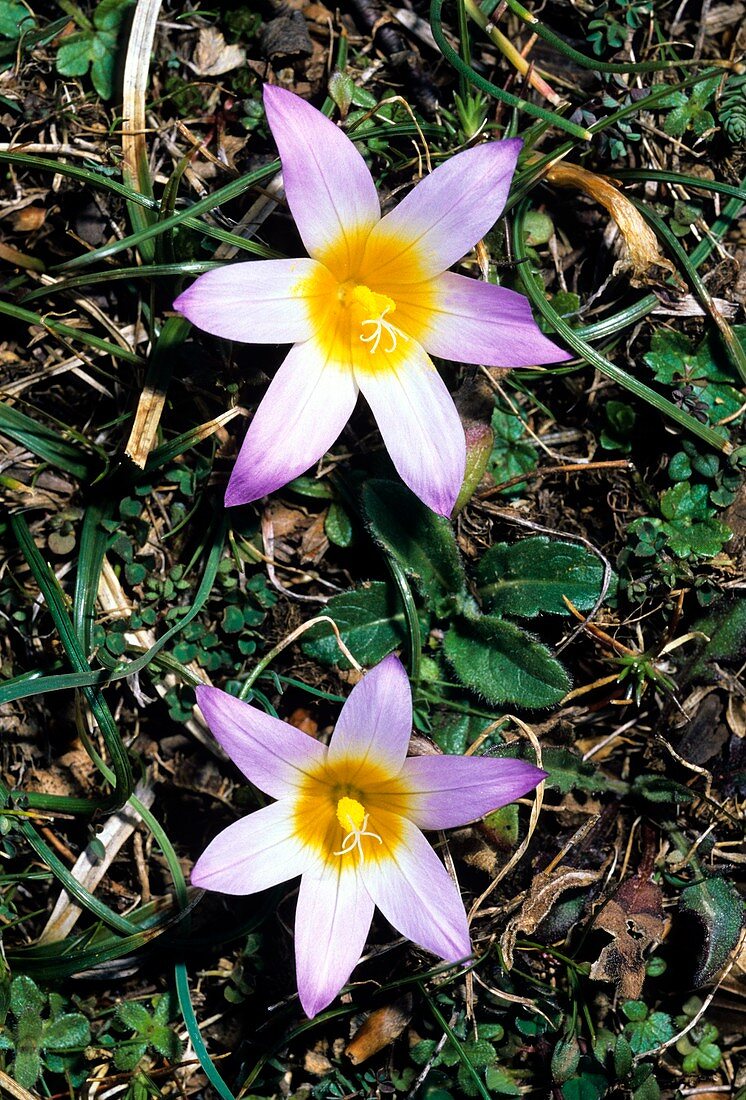 Romulea bulbocodium