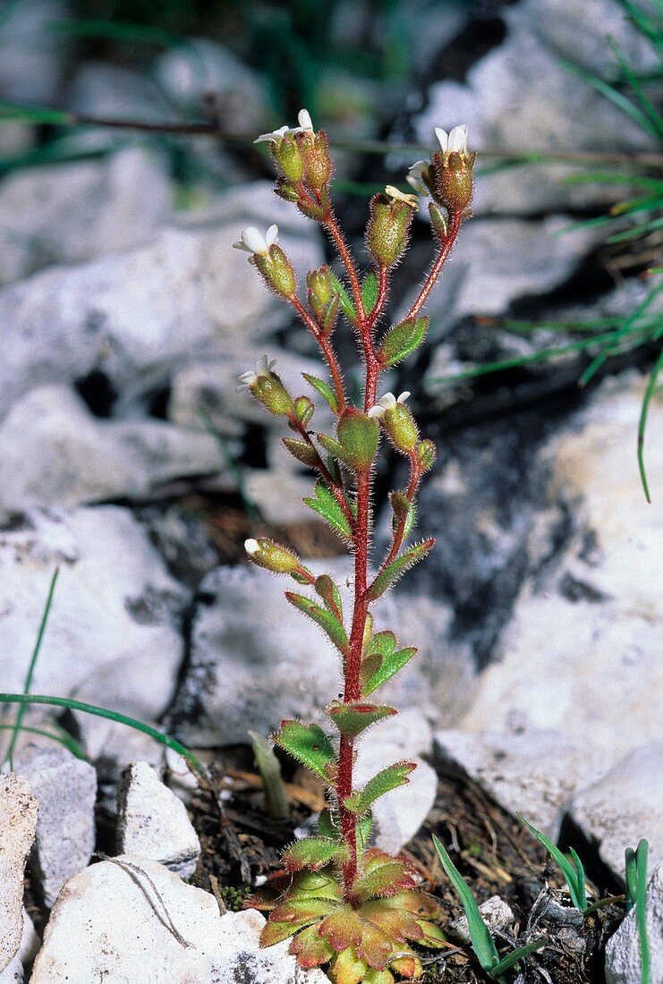 Saxifrage (Saxifraga adscendens)