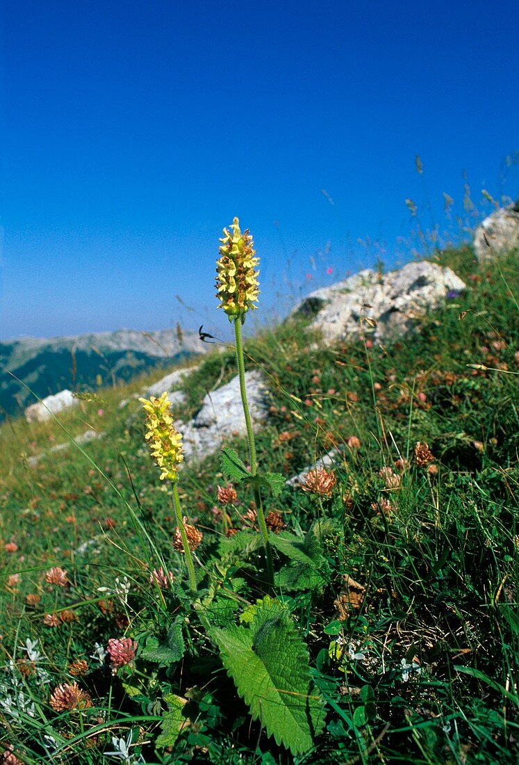 Stachys alopecuros