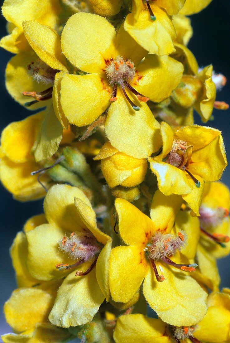 Mullein (Verbascum densiflorum)