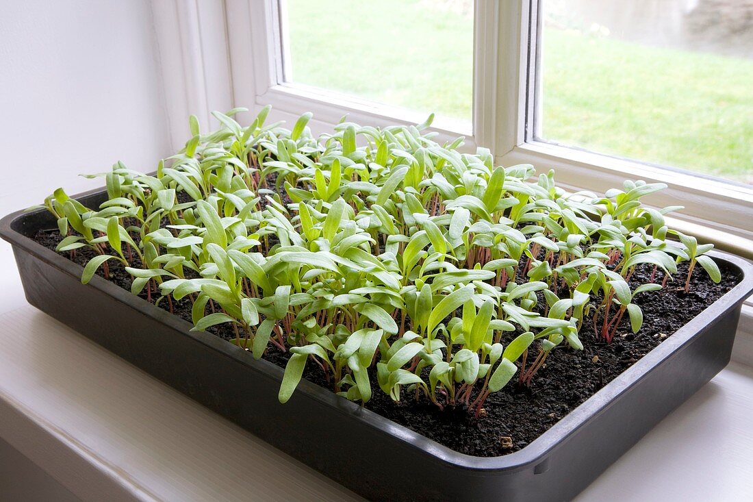 Seedlings of Perpetual Spinach