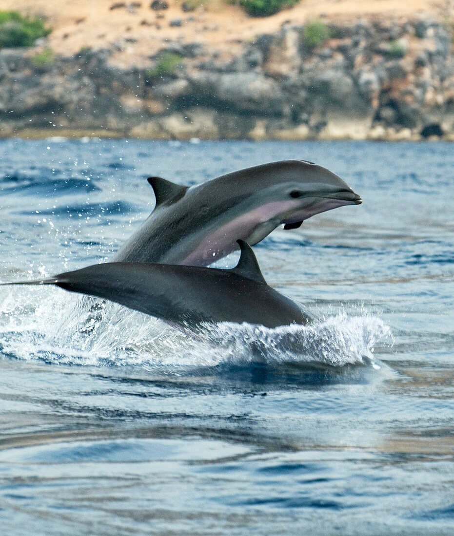 Fraser's dolphins
