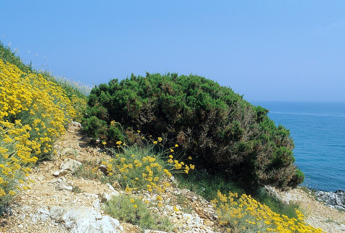 Juniper (Juniperus phoenicea)