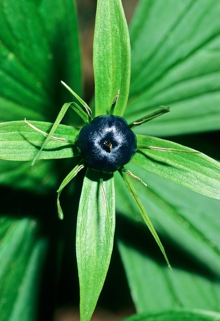 Paris quadrifolia