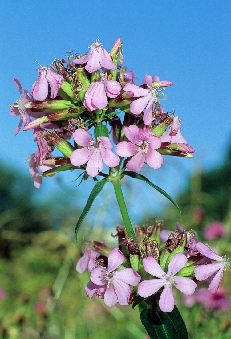 Saponaria officinali