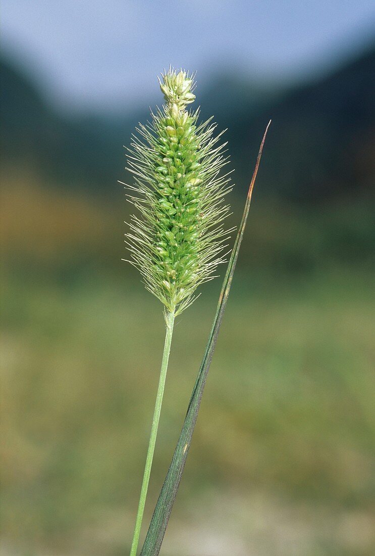 Setaria glauca