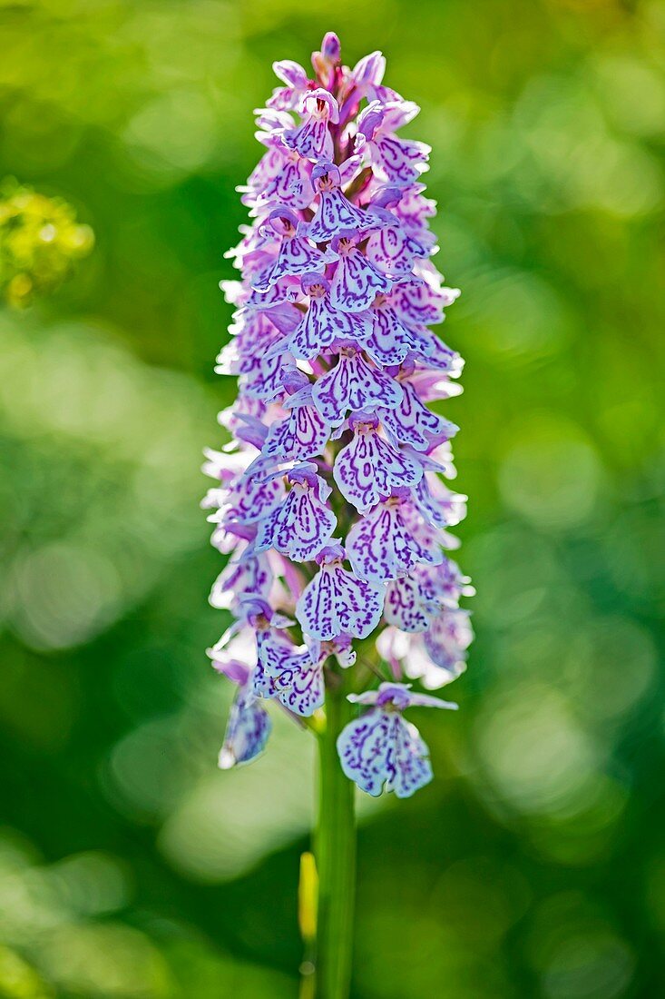 Dactylorhiza maculata