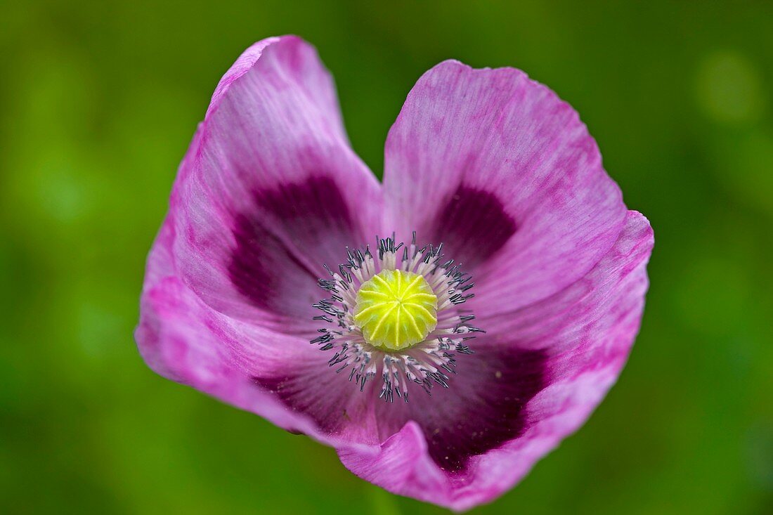 Opium Poppy (Papaver somniferum)