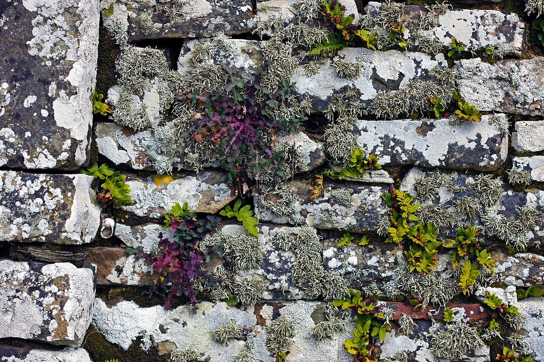 Drystone wall with plants