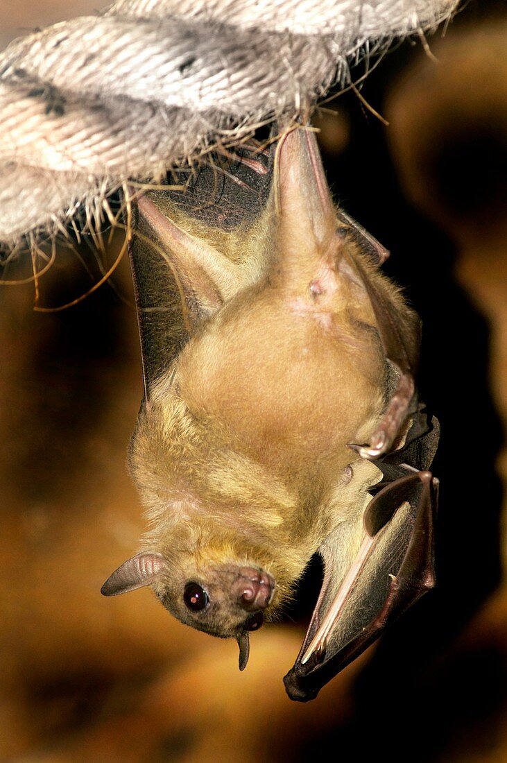 Egyptian rousette bat