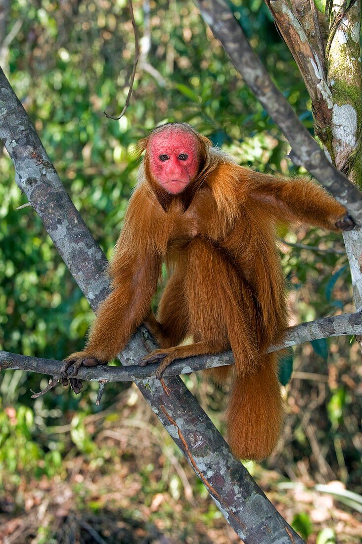 Red bald uakari in a tree