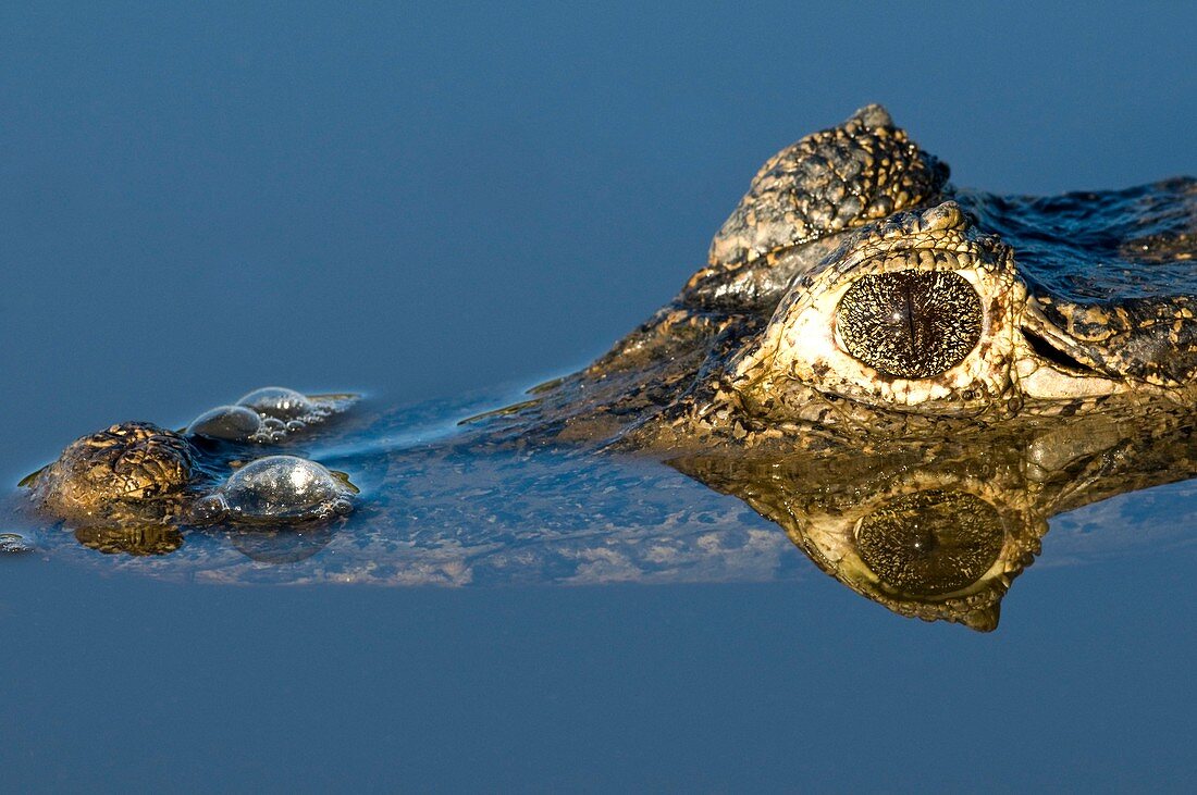 Spectacled caiman in a river