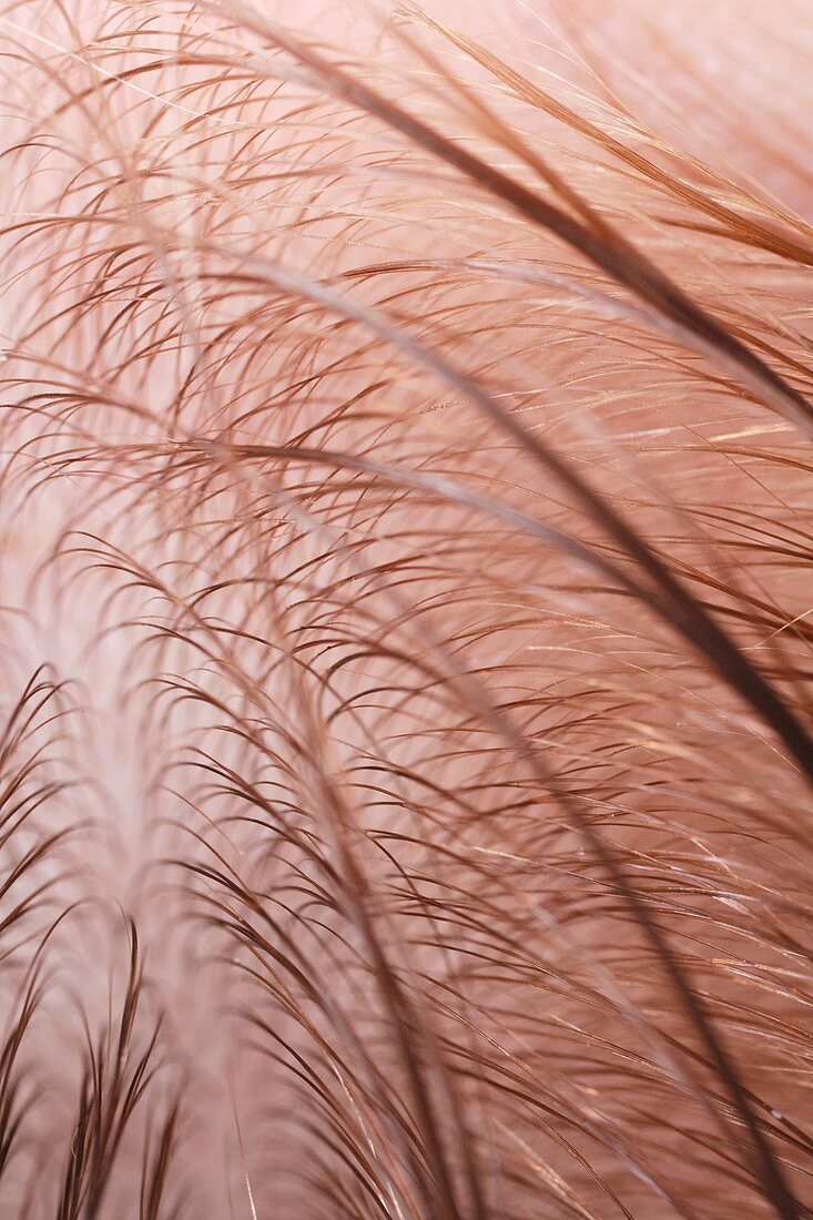 Close-up of wet human hair