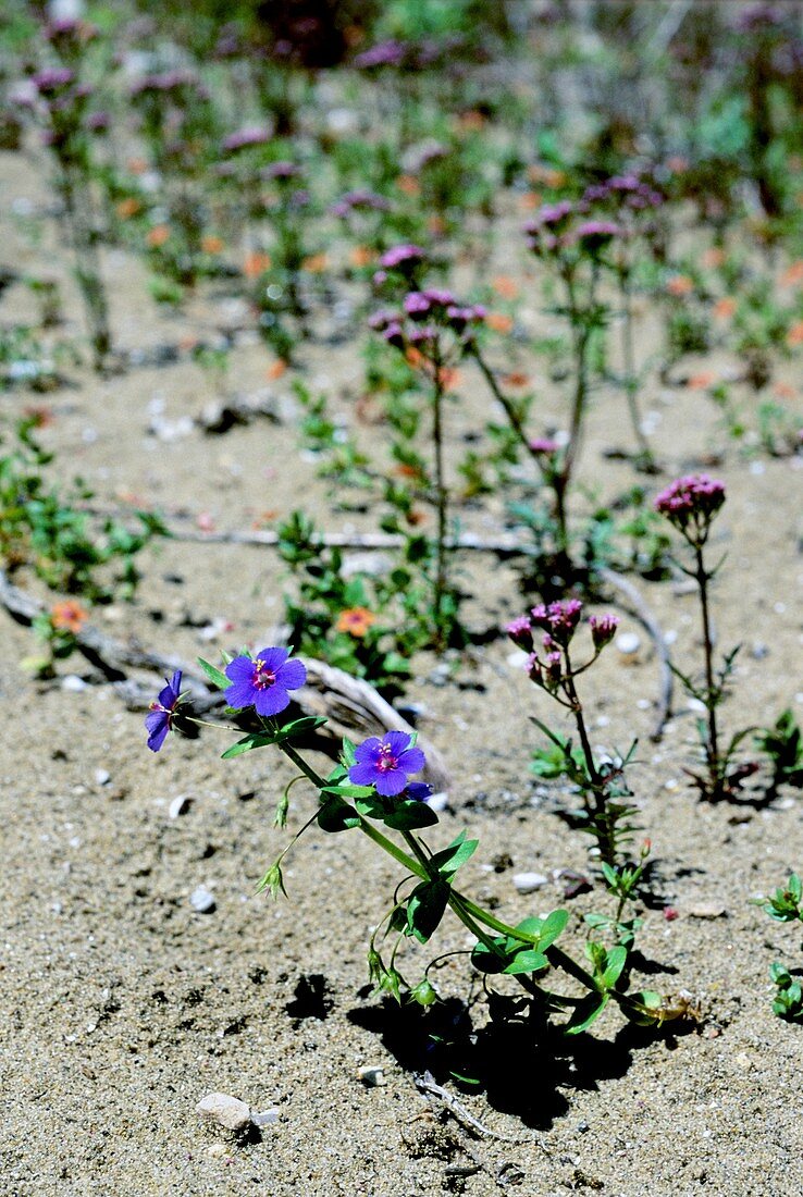 Anagallis foemina