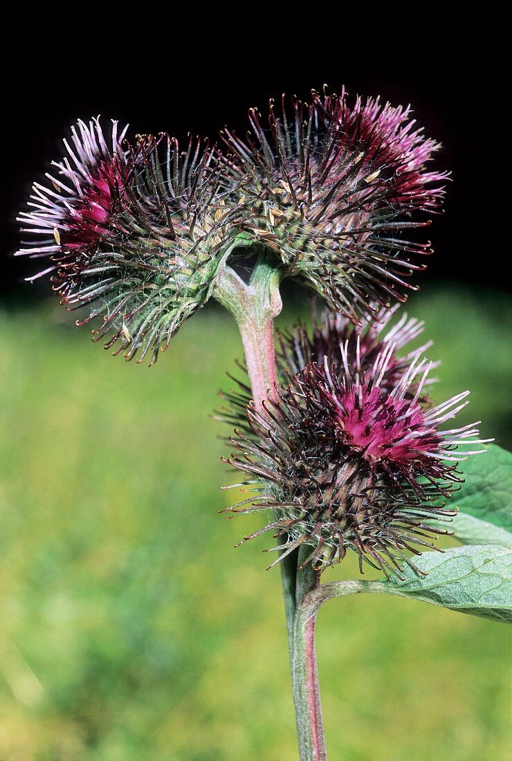 Arctium nemorosum