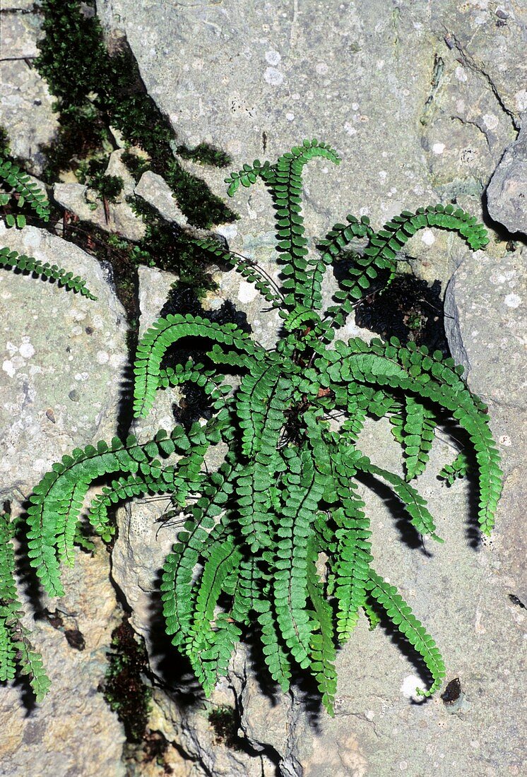 Asplenium trichomanes