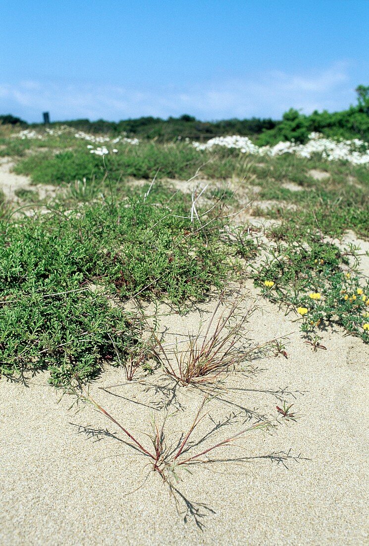 Cutandia maritima