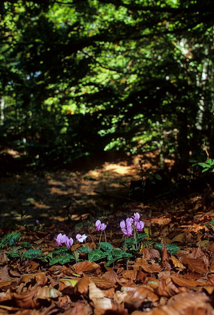 Cyclamen hederifolium