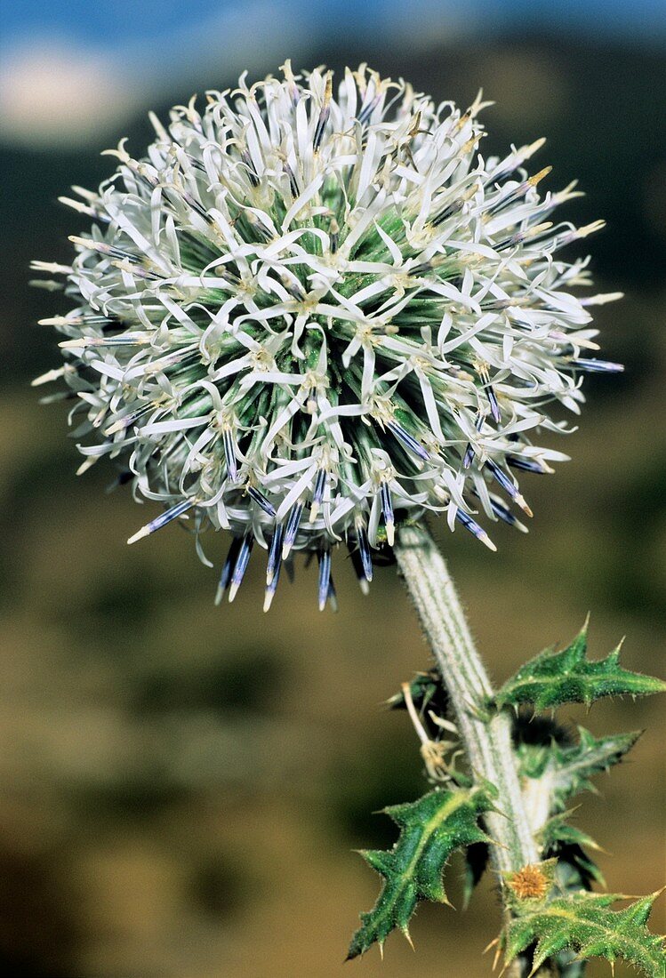 Globe Thistle (Echinops sphaerocephalus)