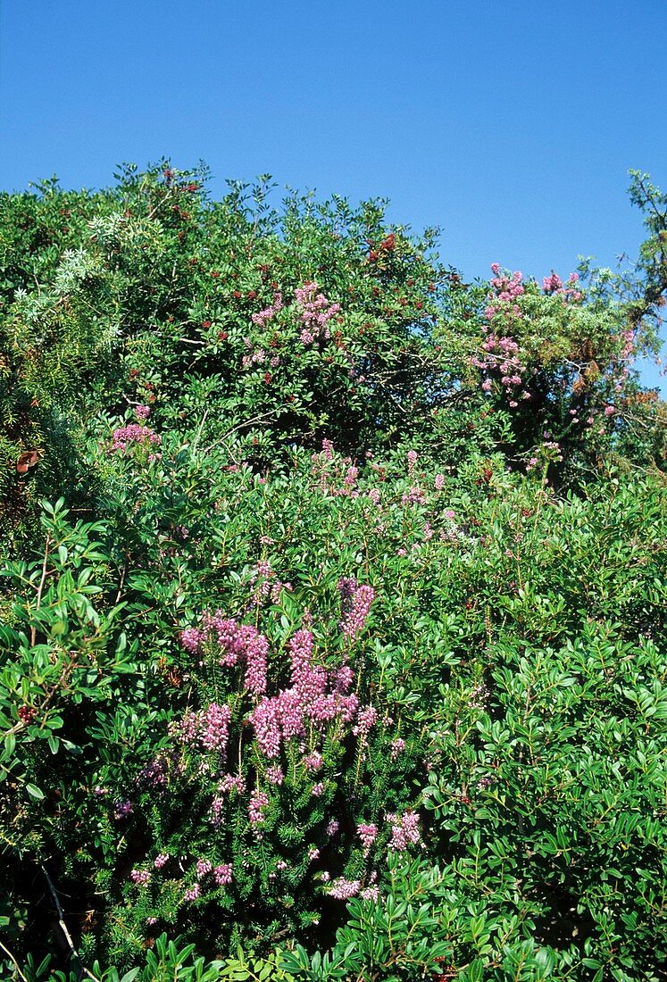 Erica multiflora