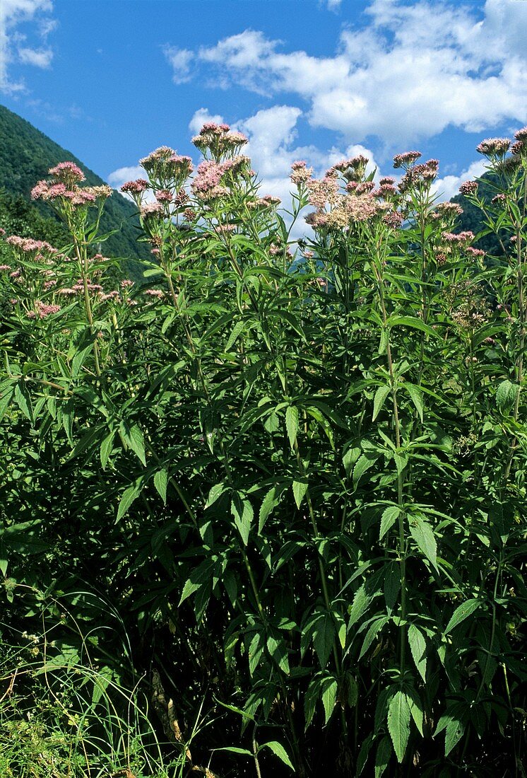 Eupatorium cannabinum