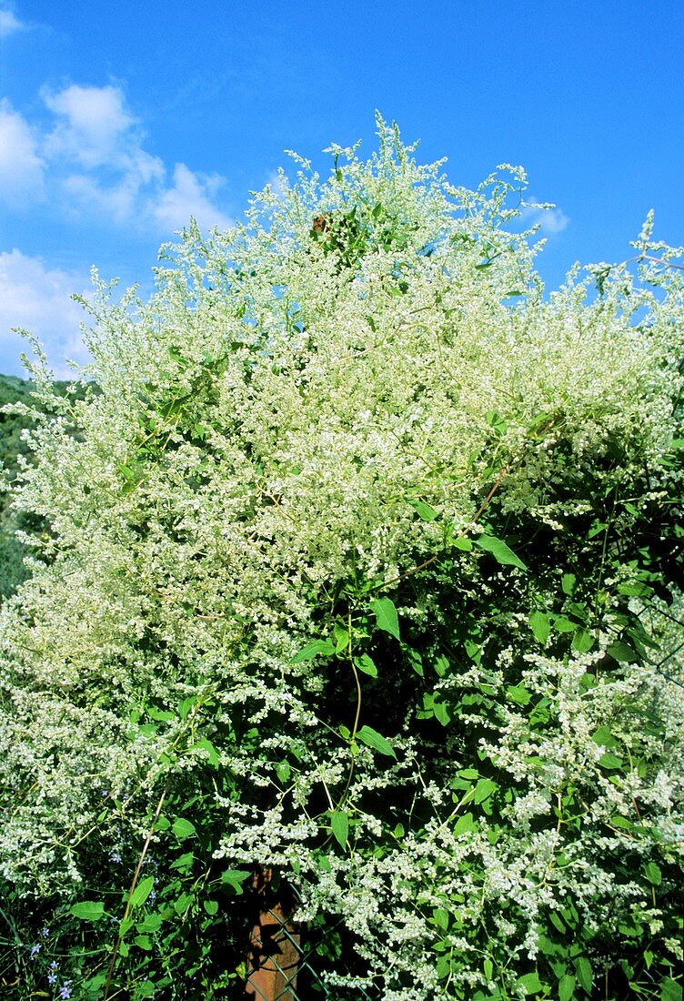 Fallopia aubertii