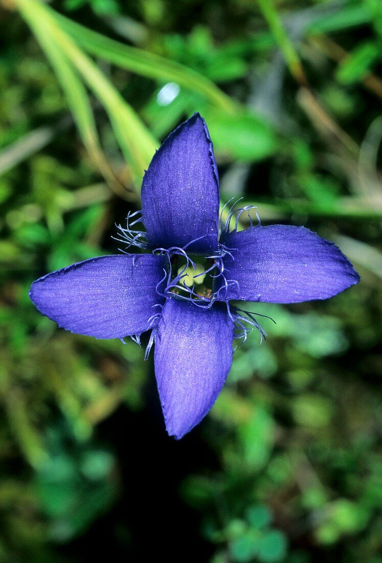 Gentiana ciliata