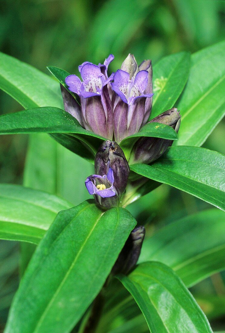 Gentiana cruciata