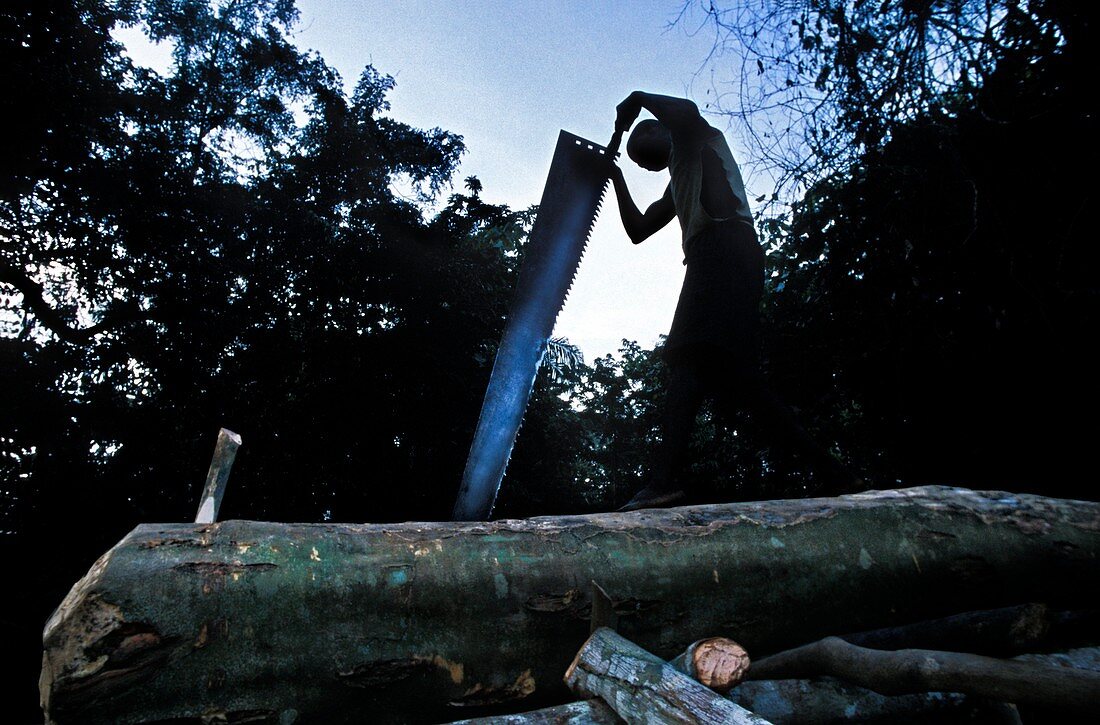 Congo woodcutting
