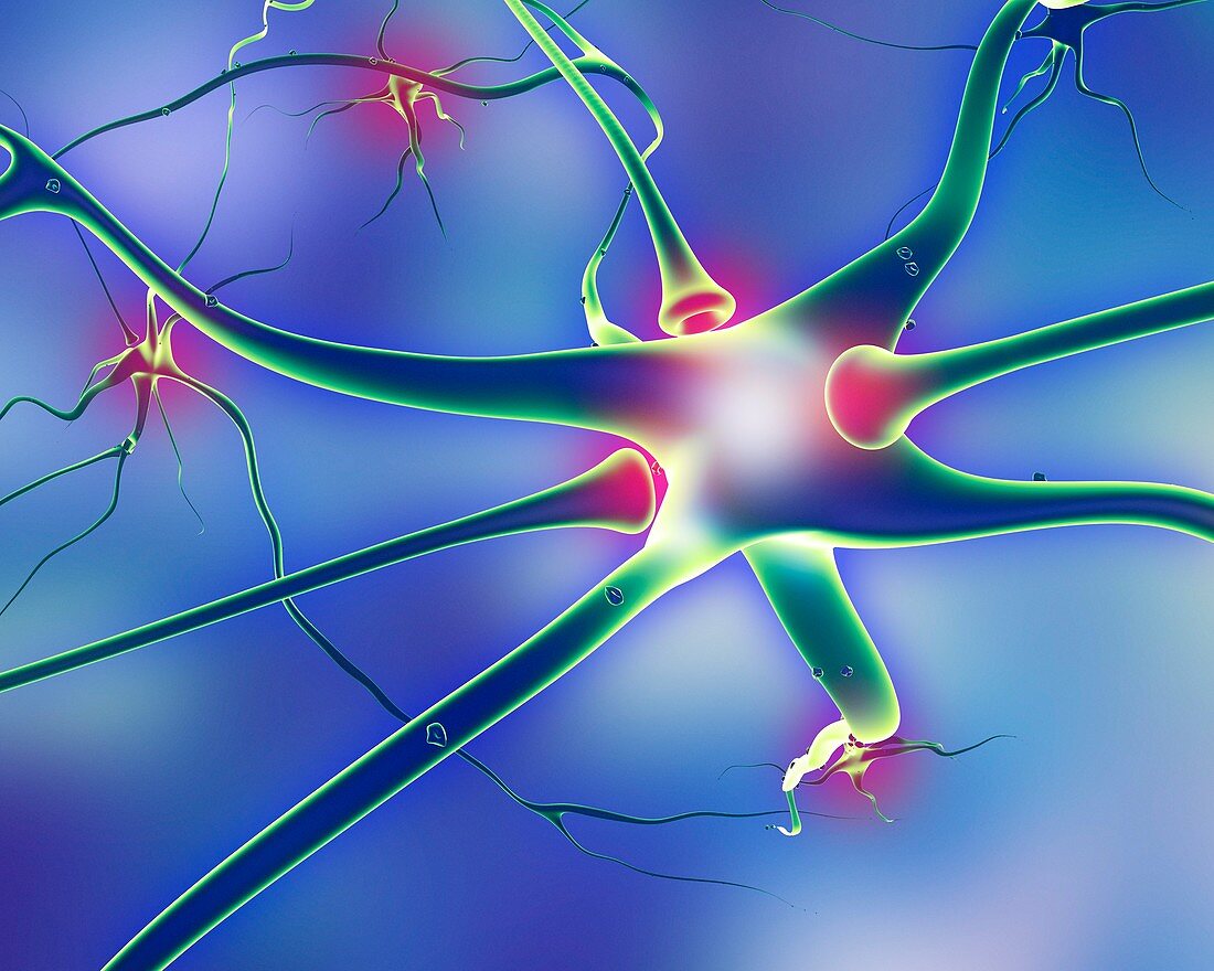 Nerve cells and synapses