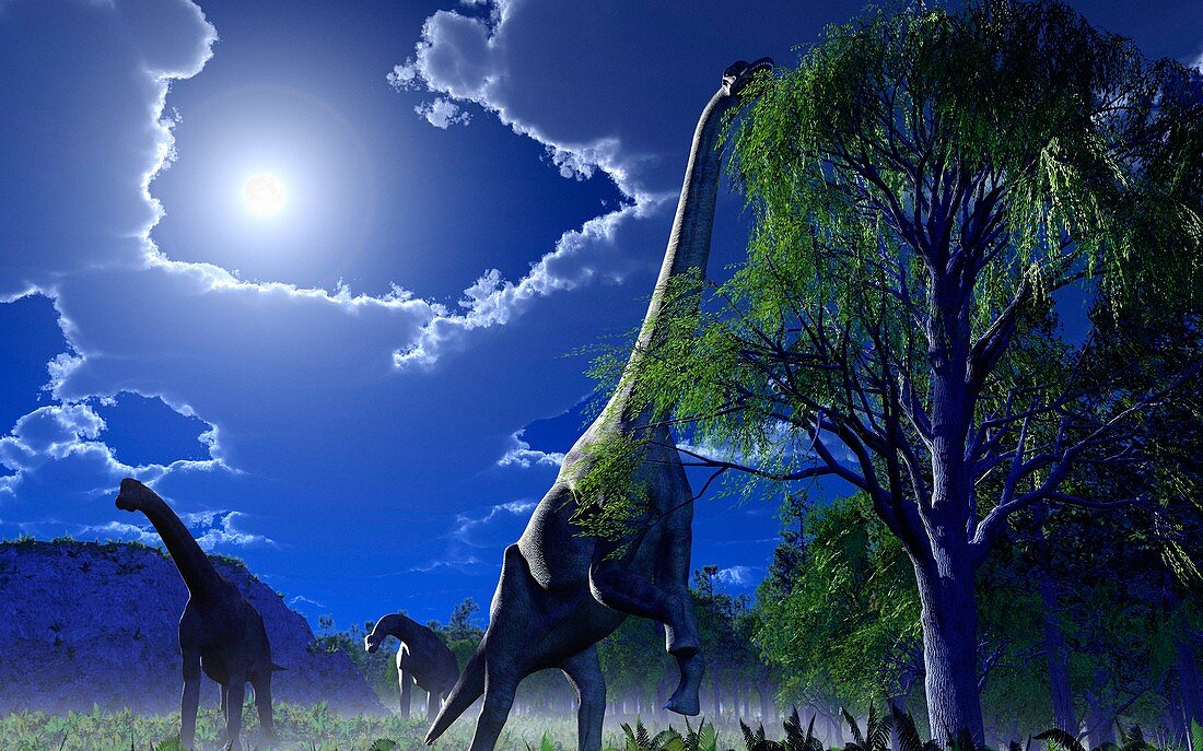 Brachiosaurus dinosaurs,artwork