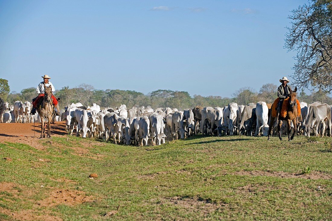 Brazilian cowboys herding cattle