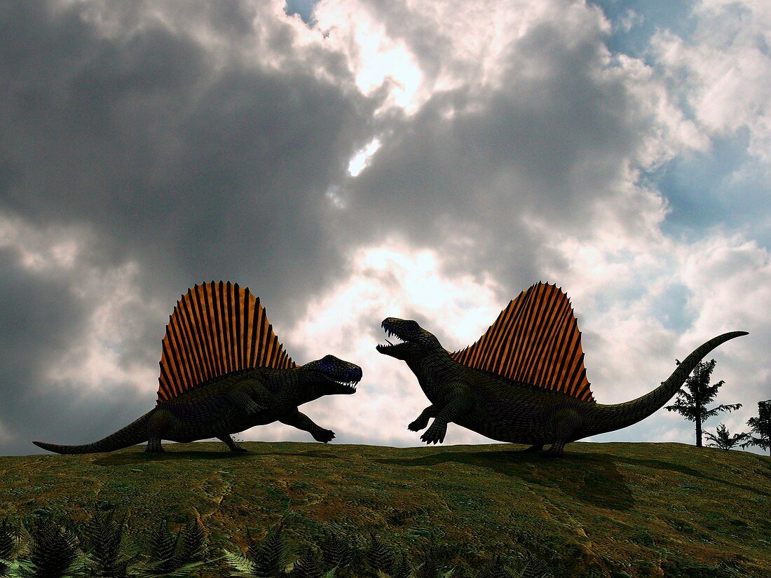 Dimetrodon fighting,artwork
