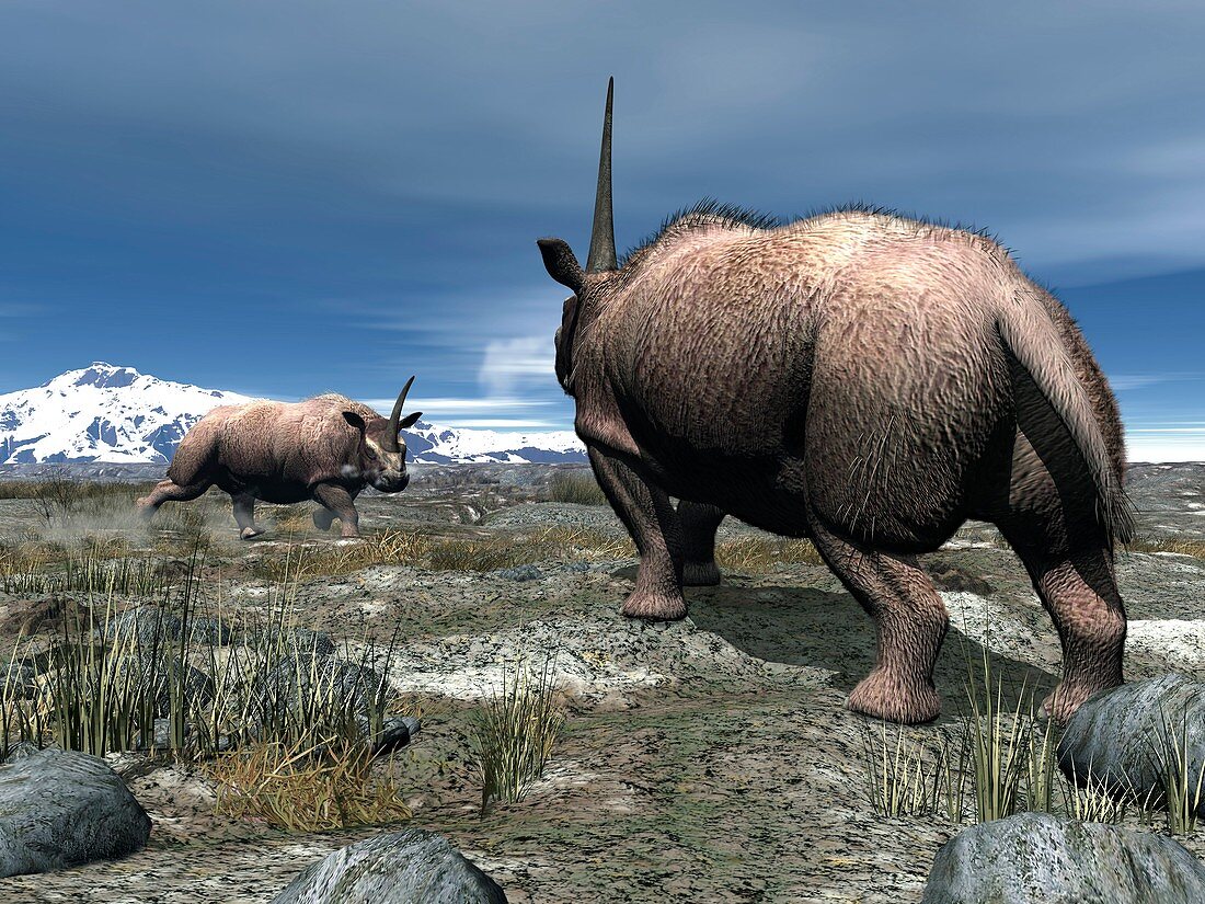 Elasmotherium,artwork