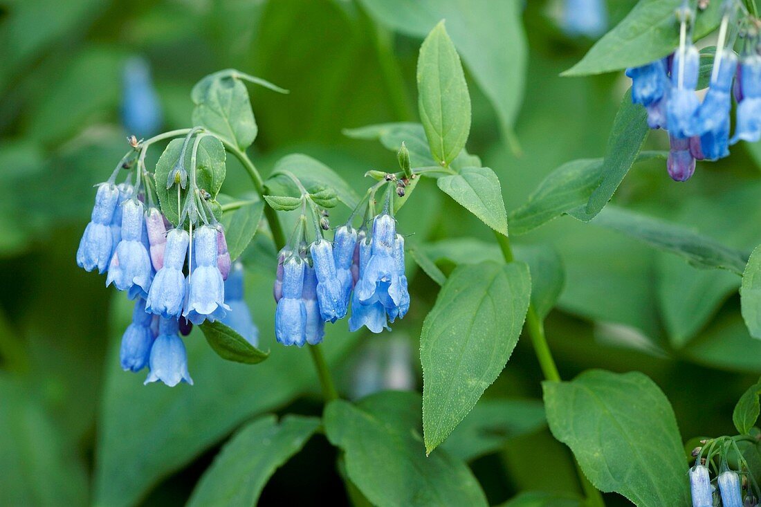 Streamside bluebells (Mertensia ciliata)