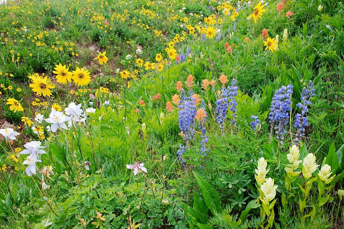 Summer mountain flowers