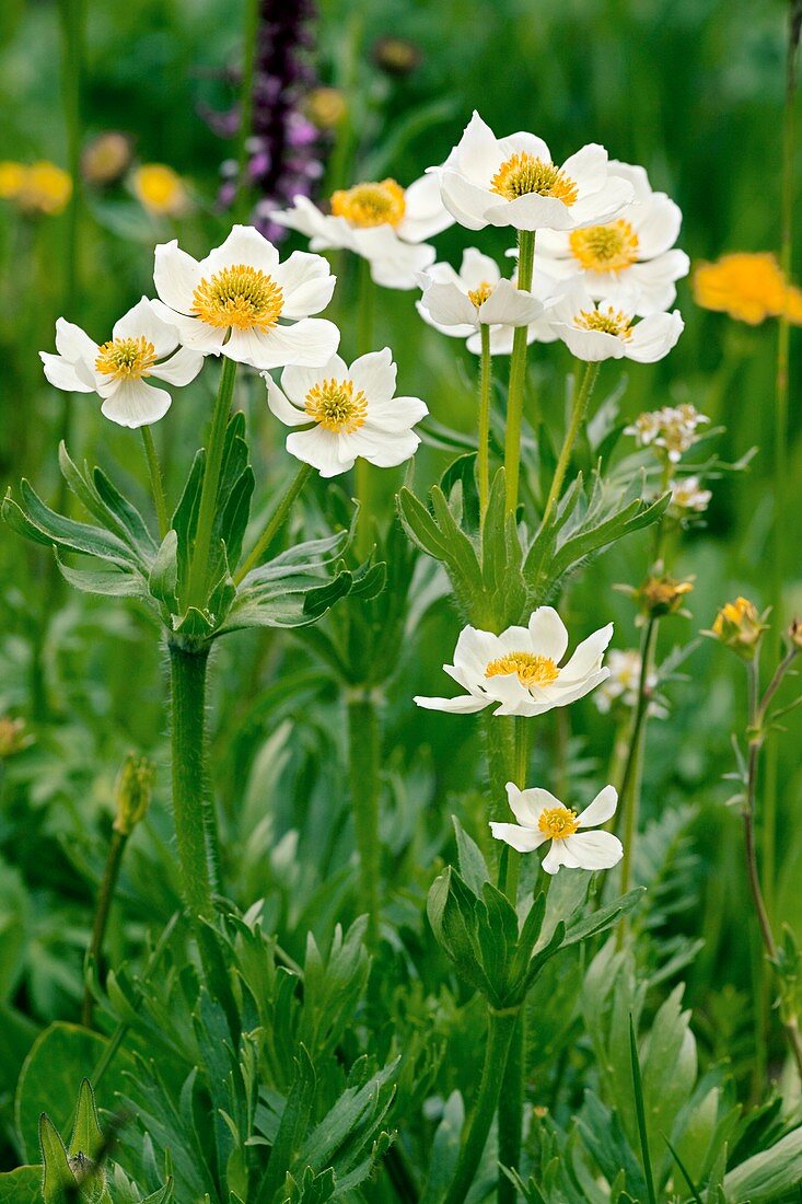 Anemone narcissiflora