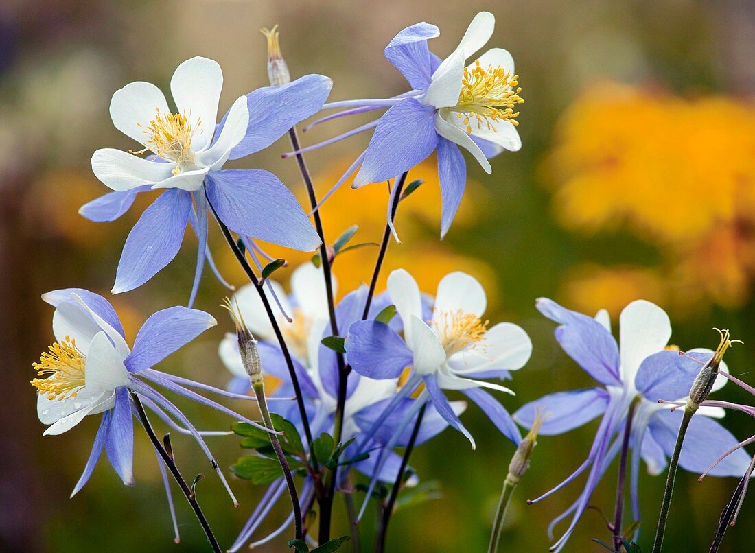 Blue Columbine (Aquilegia coerulea)