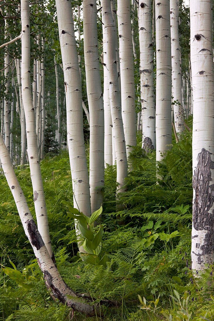 Aspen (Populus tremuloides)