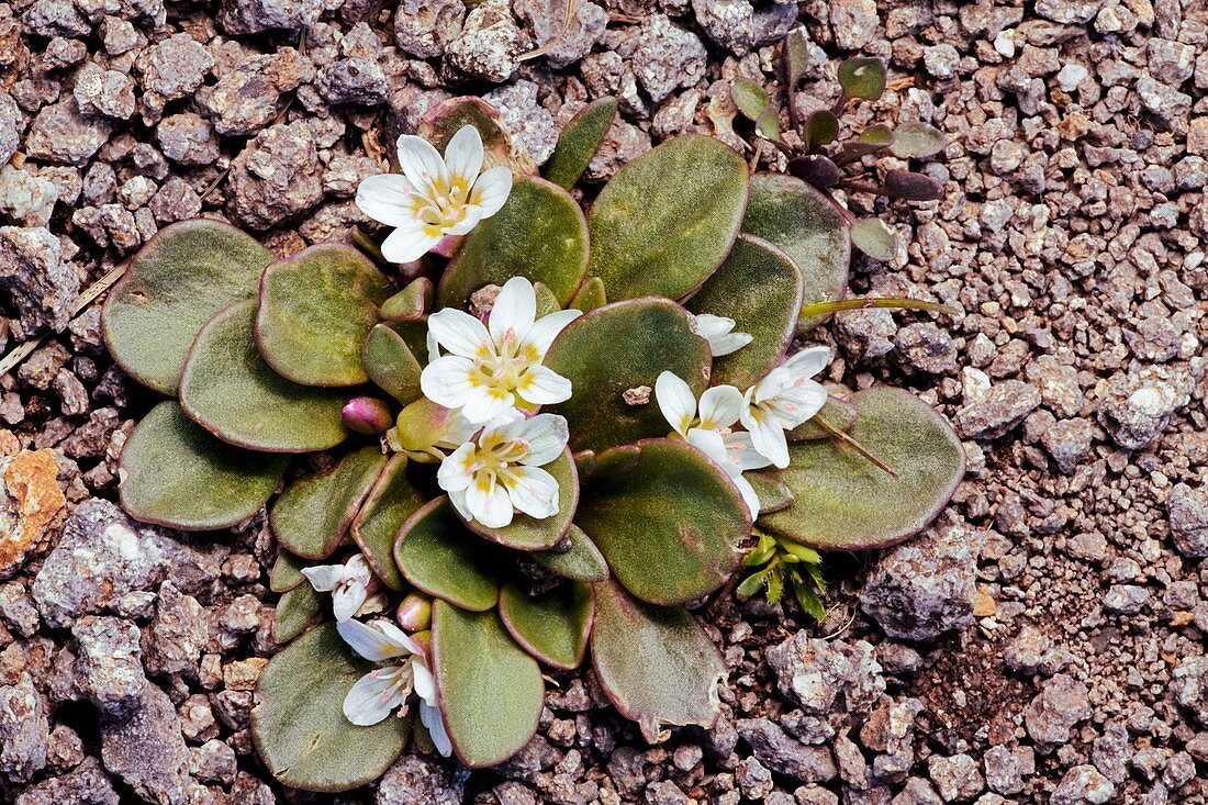 Claytonia megarhiza