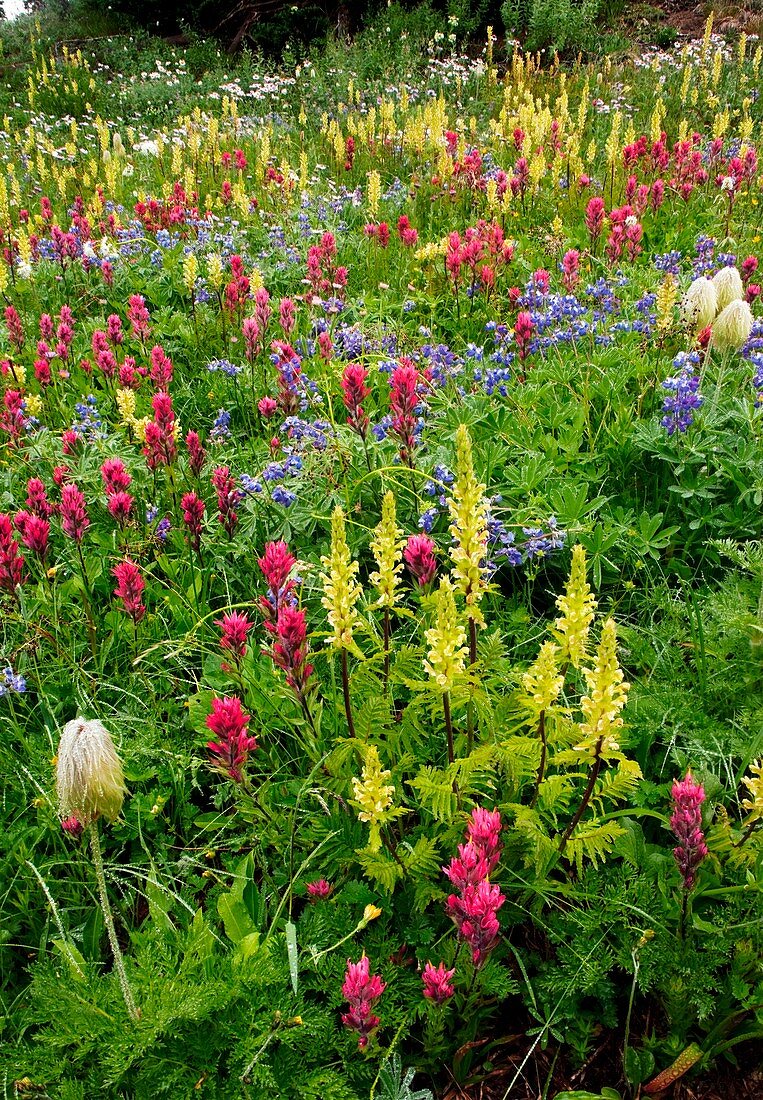 Wildflower meadow